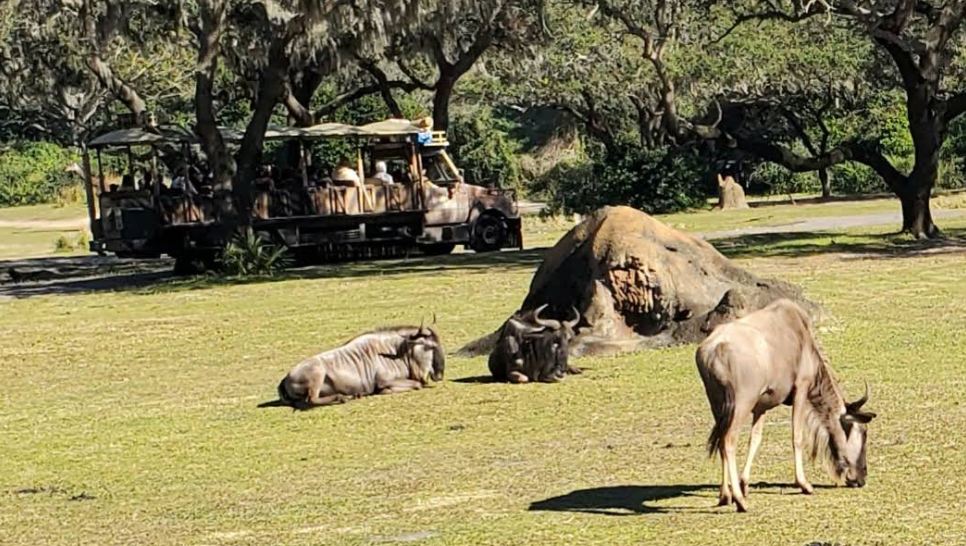 Kilimanjaro Safaris at Disney's Animal Kingdom