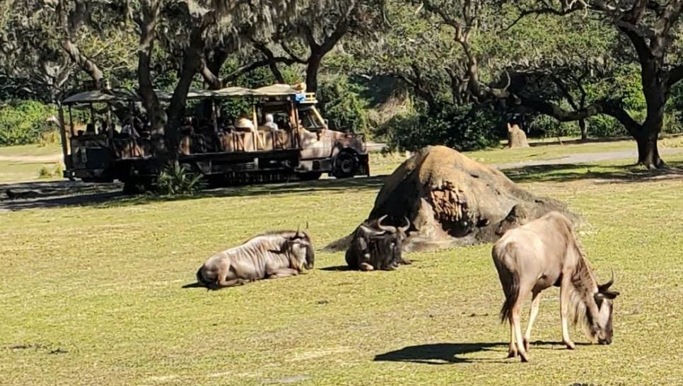 Ride: Kilimanjaro Safaris
